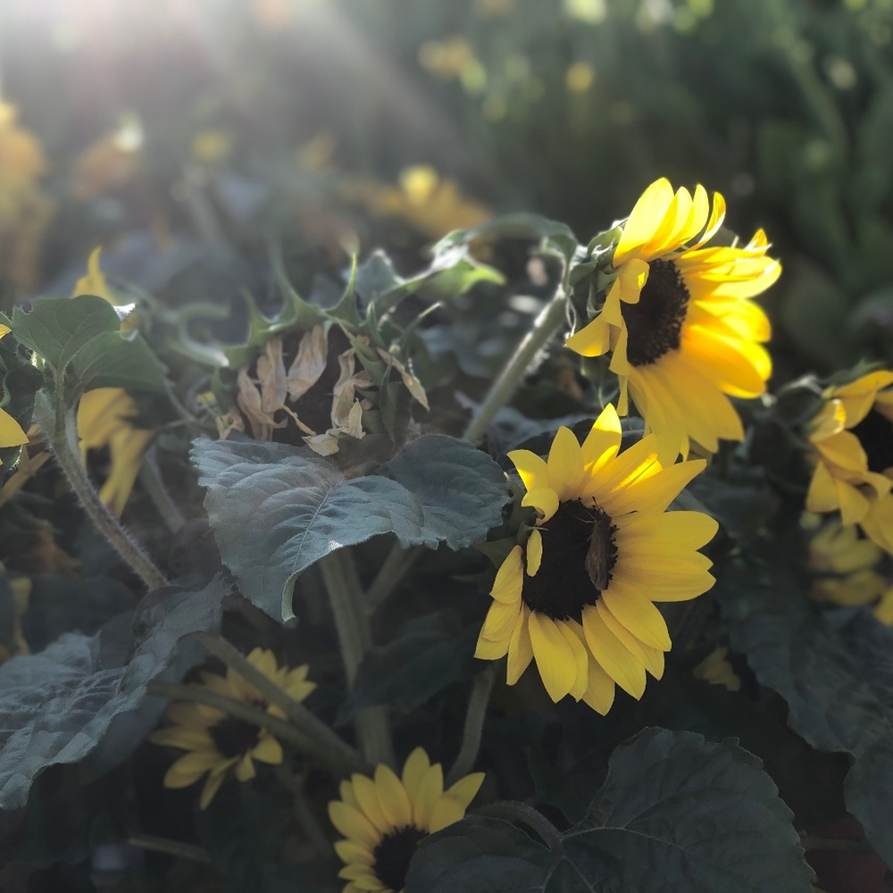 Meet your Posher, Steve